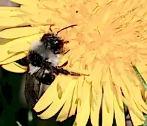 Ashy Mining Bee on a Dandelion.