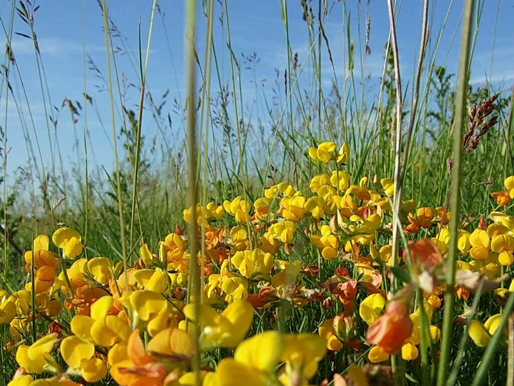 A meadow full of Birds foot Trefoil