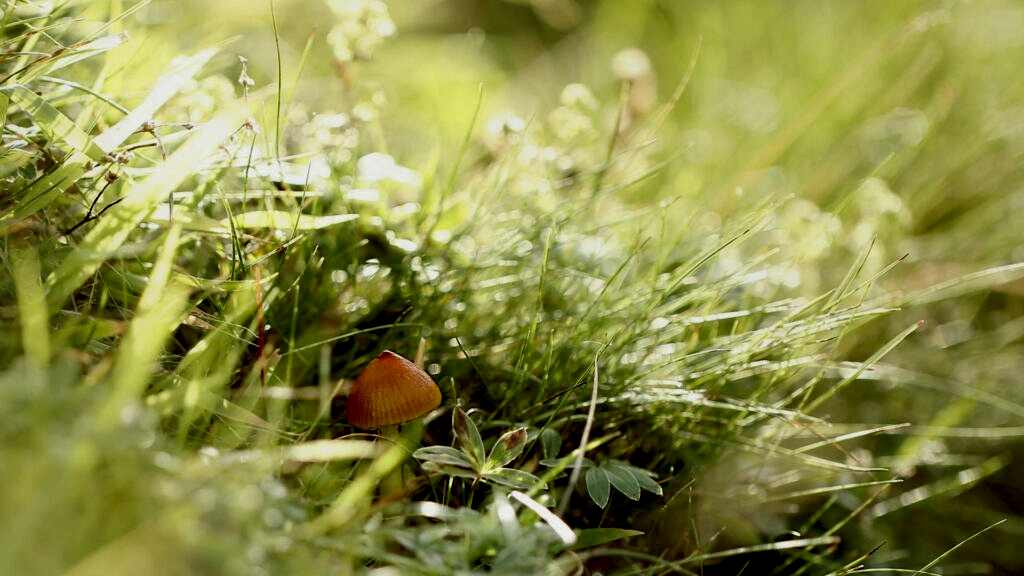 A red coloured waxcap mushroom among grass