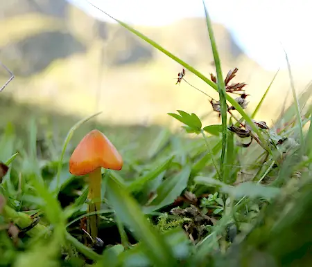 Blackening Waxcap at Glen Clova, Cairngorms.