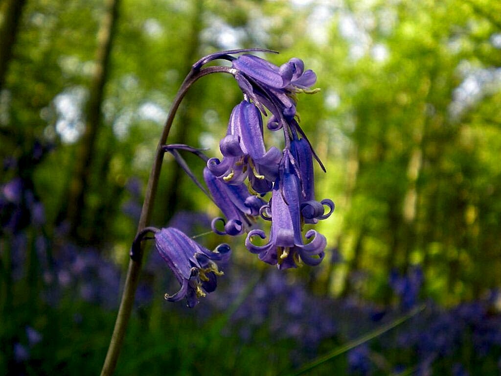 Bluebell close-up.