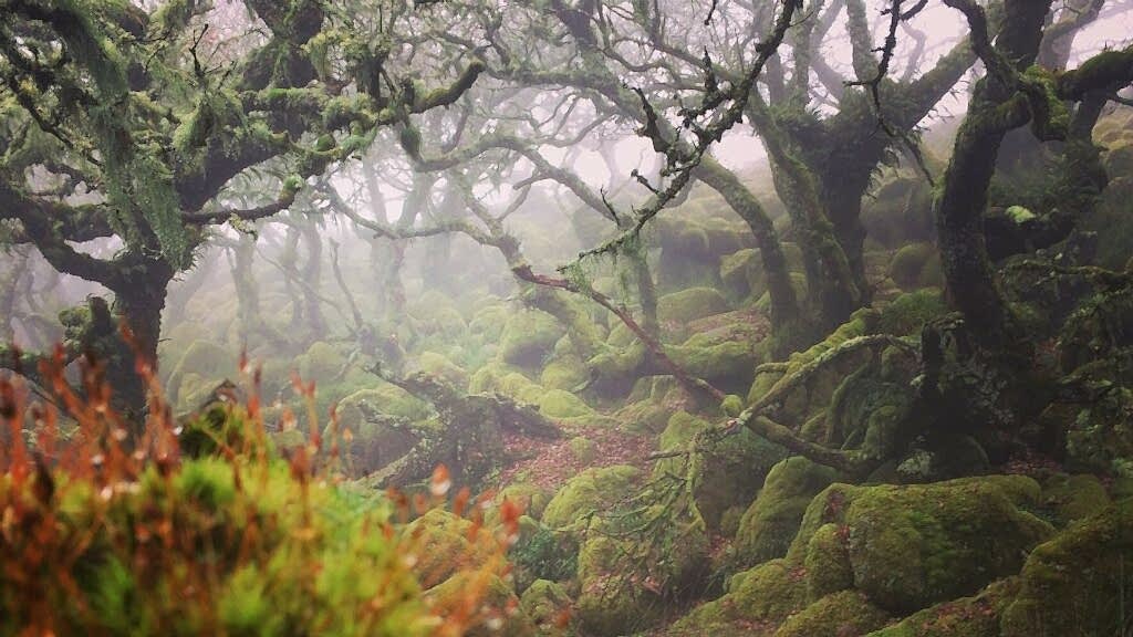 A misty temperate rainforest scene at Wistmans Wood.