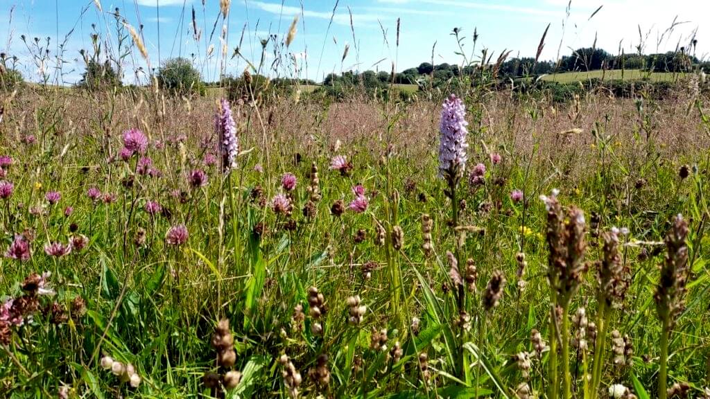 Meadow at the Cae Blaen-dyffryn nature reserve.