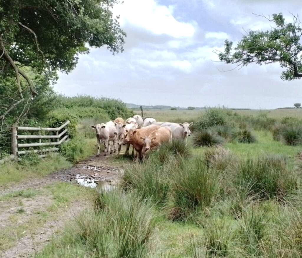 Cows in a field of grass by a gate in Greena Moor