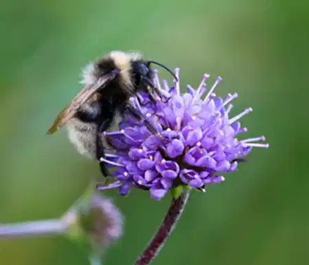 Cuckoo Bee on Devils-bit Scabious.