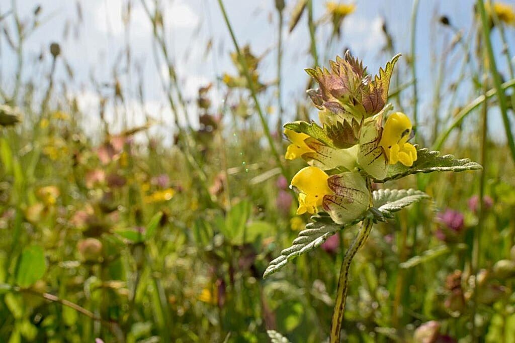 Yellow Rattle in a hay meadow
