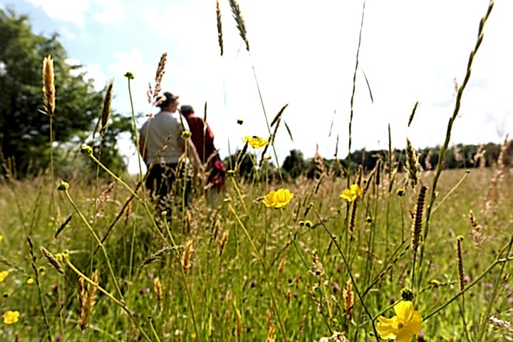 Hikers walking through long grass.