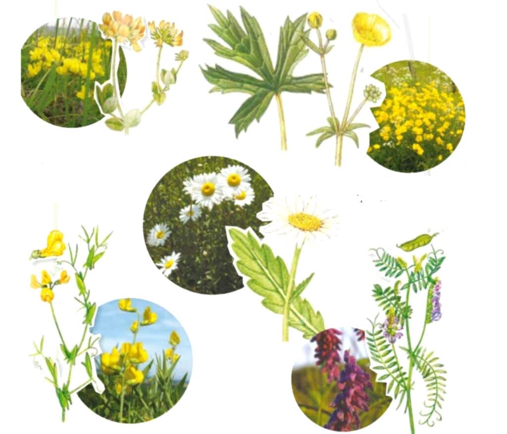 llustrations and photos of Bird’s foot trefoil, Meadow Buttercup, Ox-eyed Daisy, Meadow Fetchling.