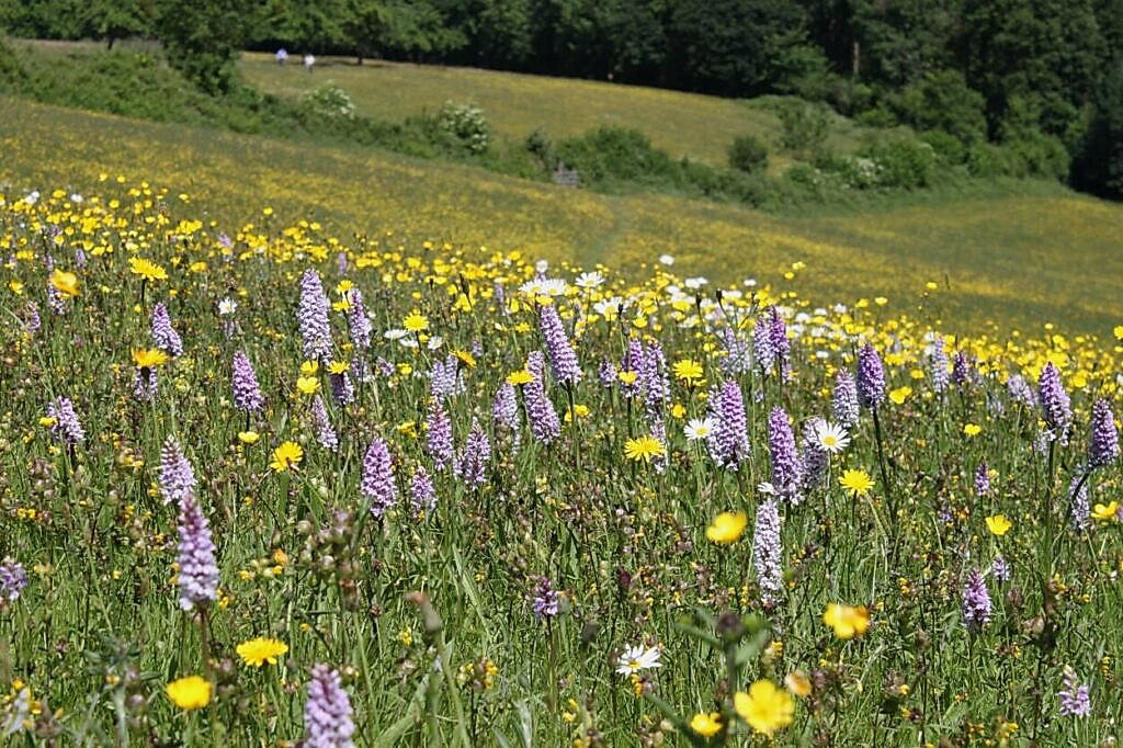 Sloping wildflower meadow at Joan's Hill reserve.