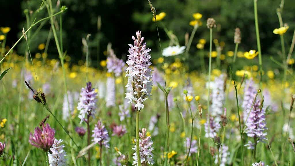 Meadow white, yellow, purple meadow flowers among grass