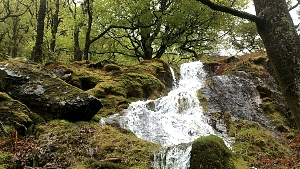 A waterfall with trees and boulders covered with lichens and bryophytes in Meirionnydd, Wales.