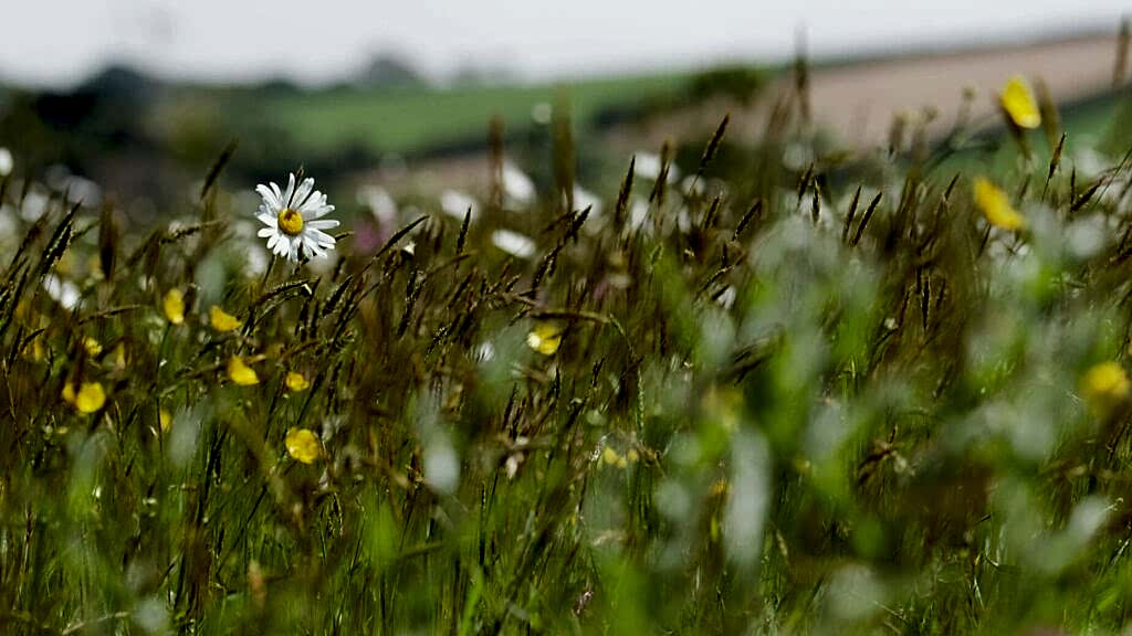 Neutral meadow in Cornwall.