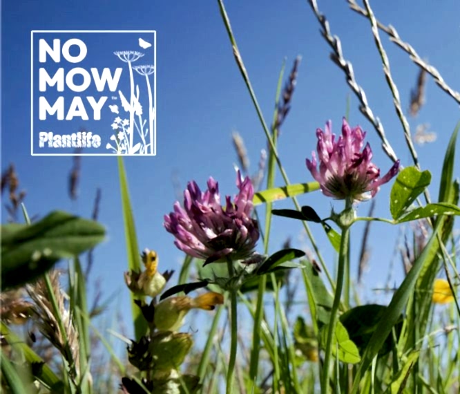 No Mow May Plantlife logo with flowers in the background