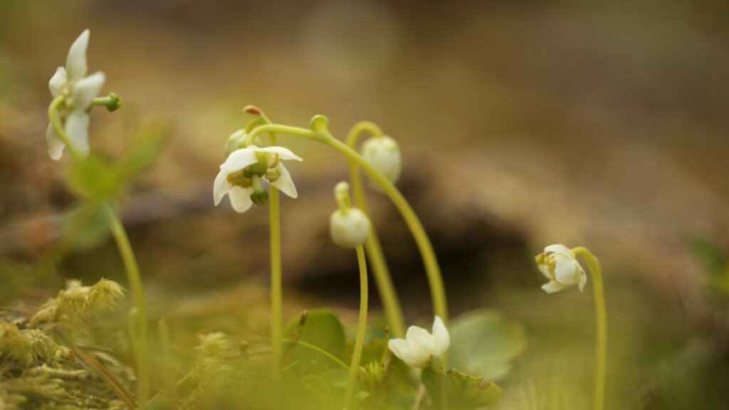 White bell like flowers called One Flowered Wintergreen