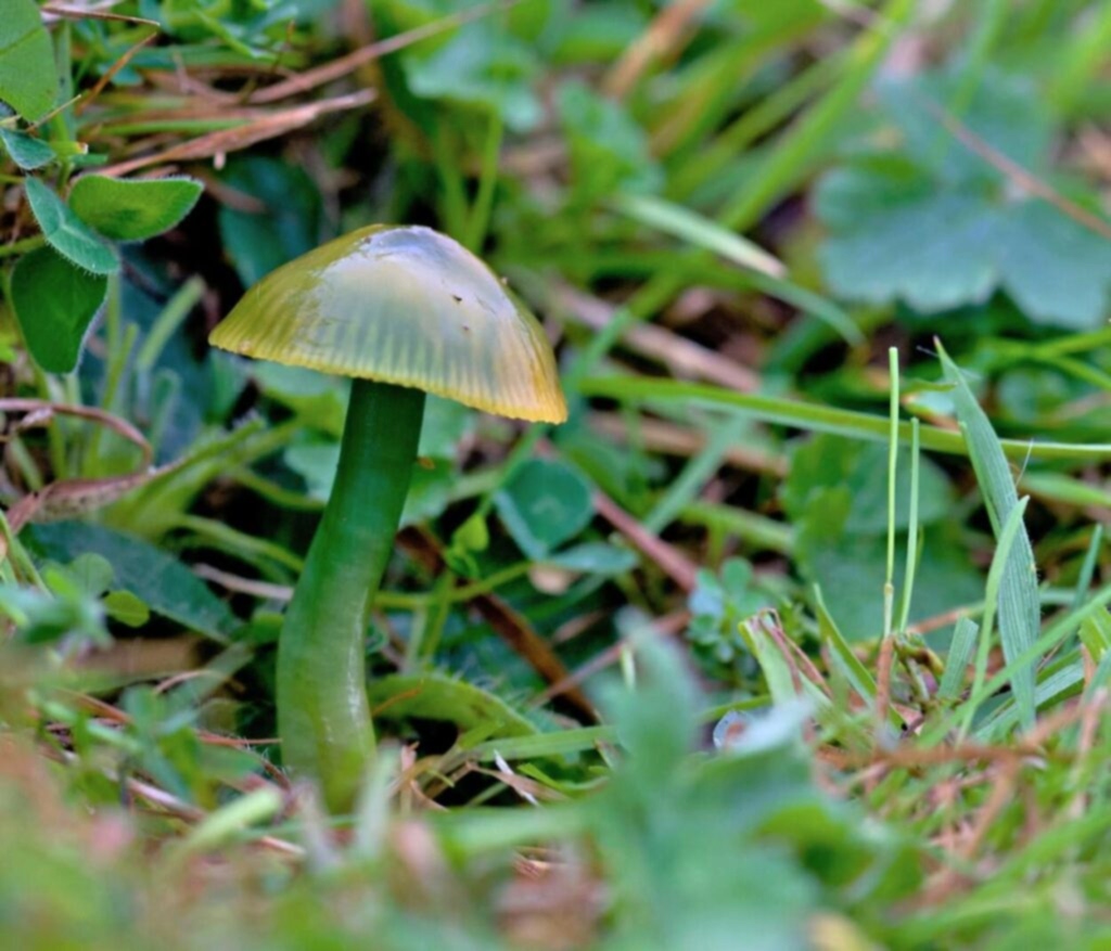 A Parrot Waxcap.