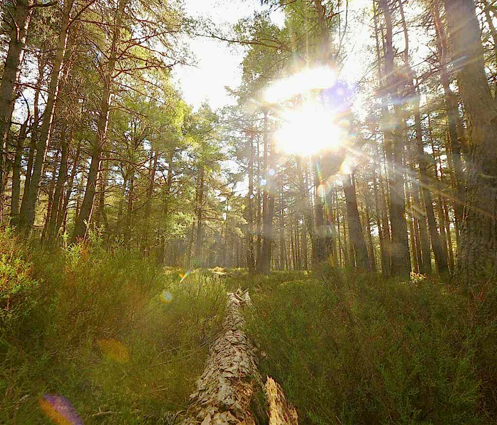 Pine trees in woodland with sunshire shining through.
