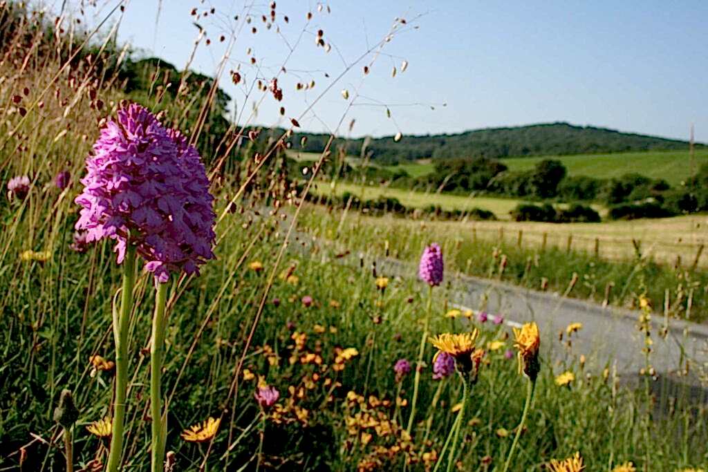 Pyramidal orchid on the verge in Dorset.