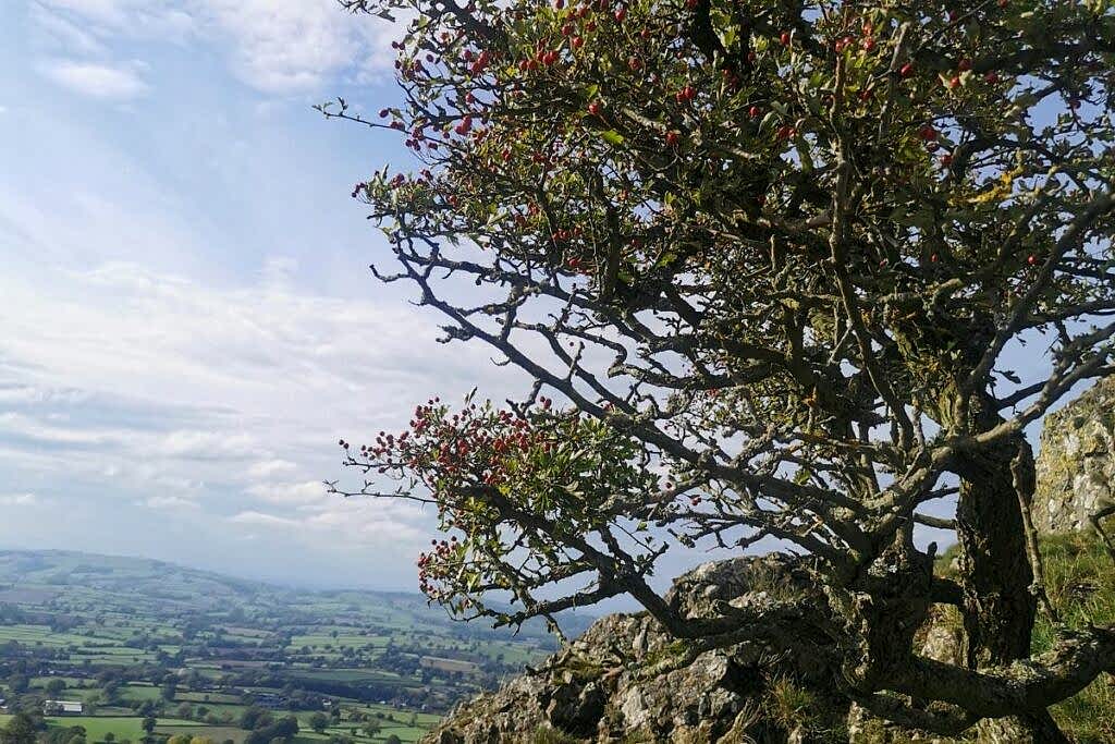 A lone tree stands on Roundton Hill, it has some bare branches, but many still with leaves, and lots of red berries can be seen