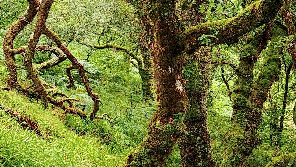 Big trees covered with lichens and moss a Scottish rainforest.