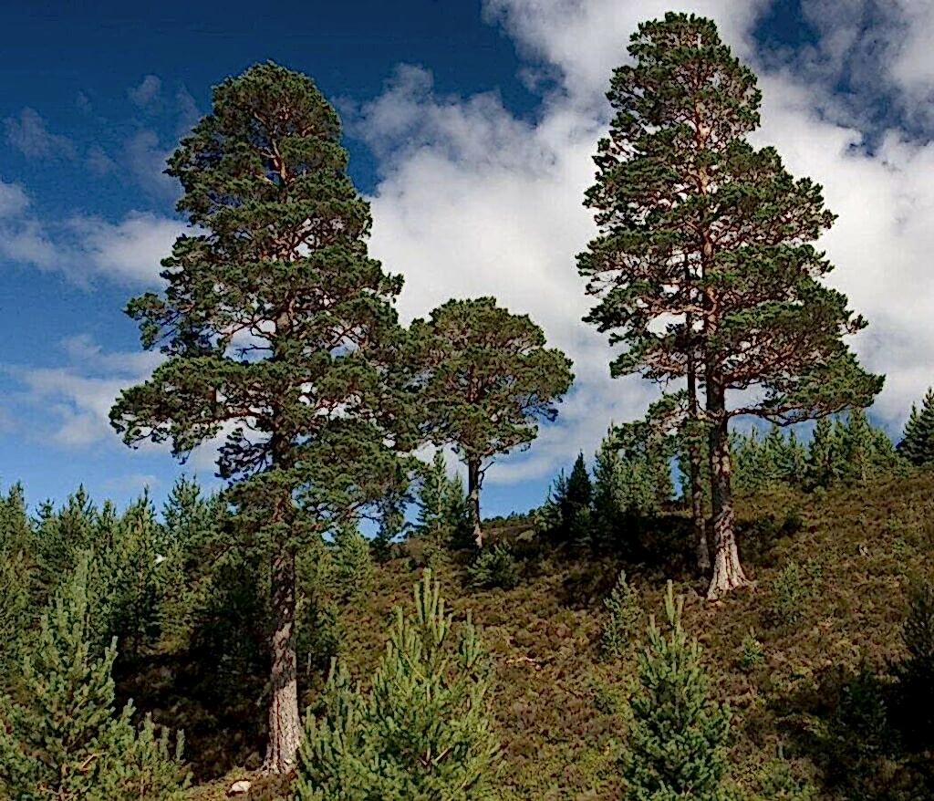 Pine woodland with mature trees and new trees.