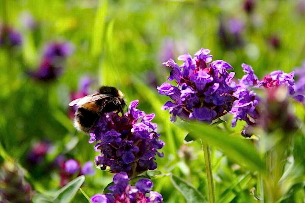 Bumblebee resting on purple Selfheal flower.
