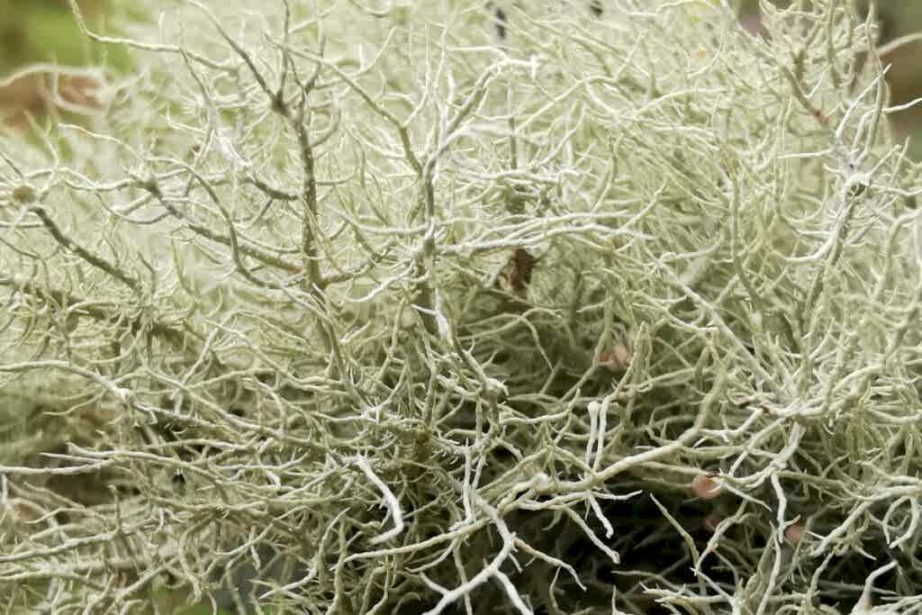 A close up of a beautiful Usnea lichen, it has many branches and each one of those also branches out. It is a pale green in colour and beautiful detailed