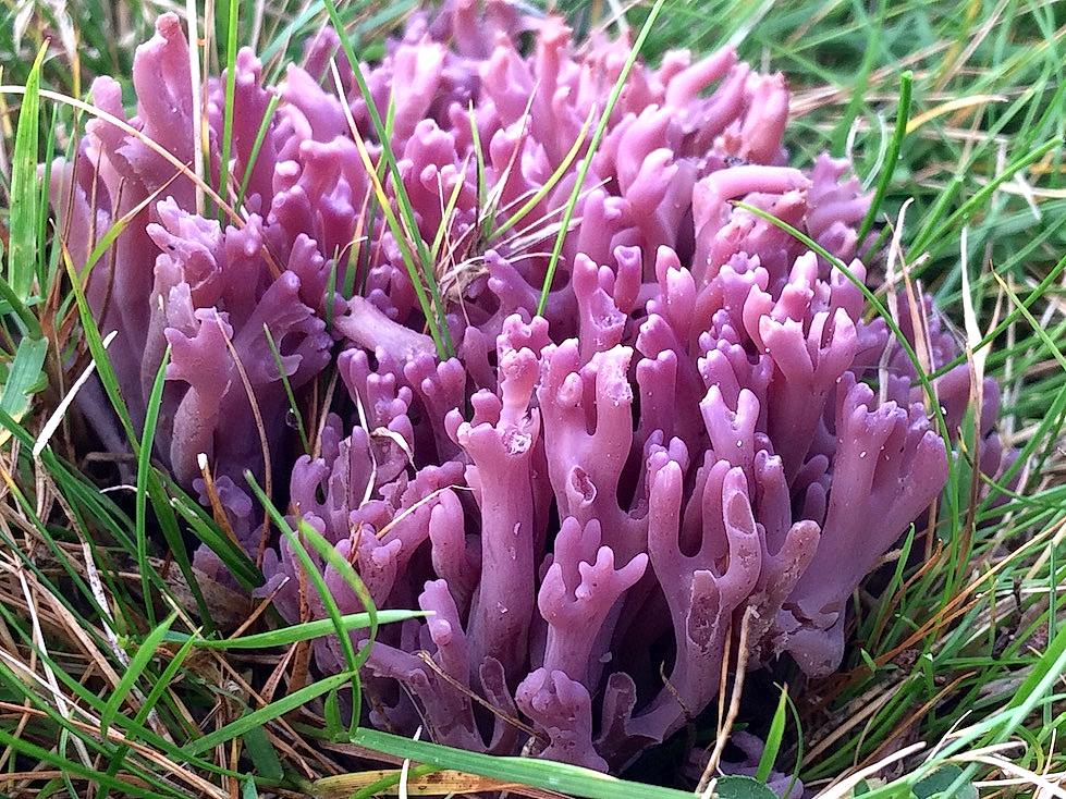 Violet coloured fungus with branches looking like coral on a green grassy area.