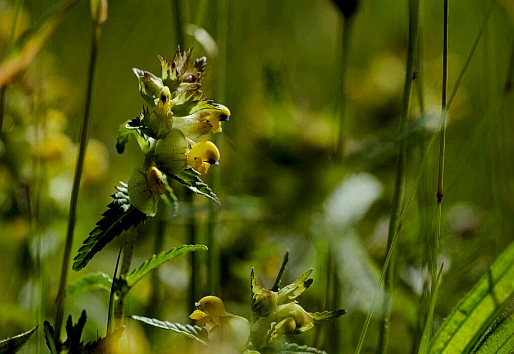 Yellow rattle