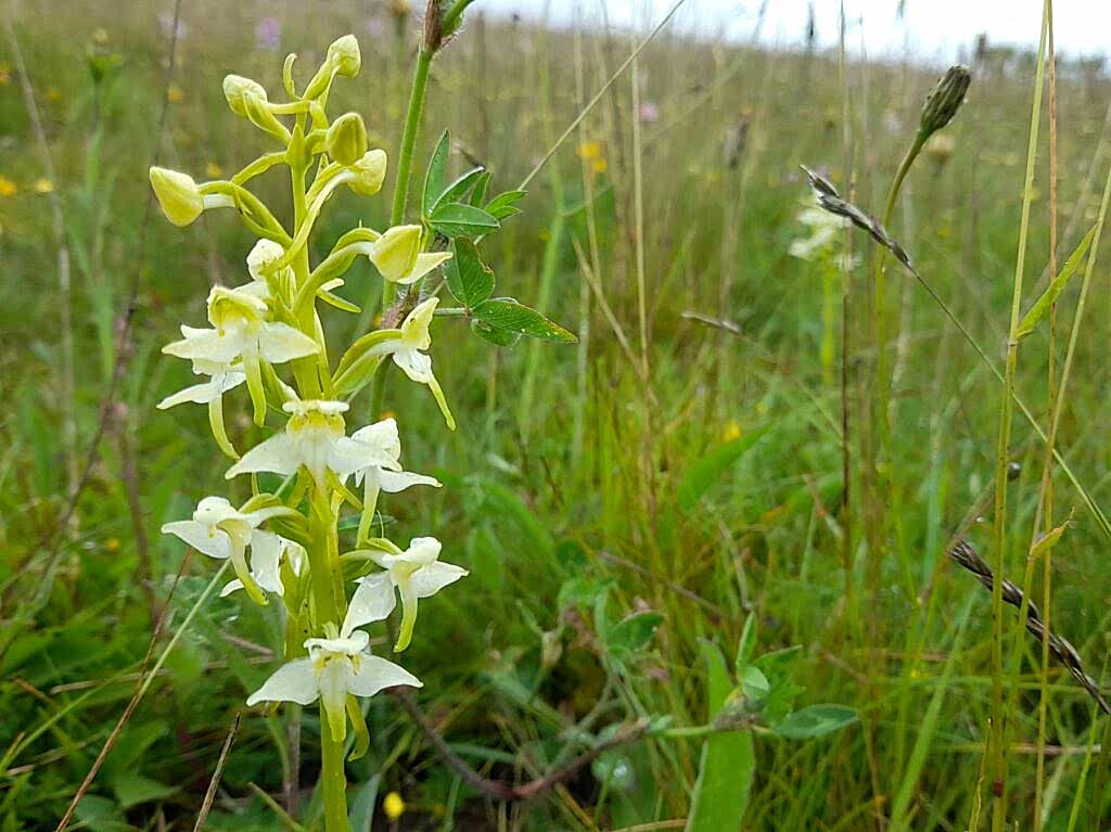Yellow flowers on a single stem in a grass field