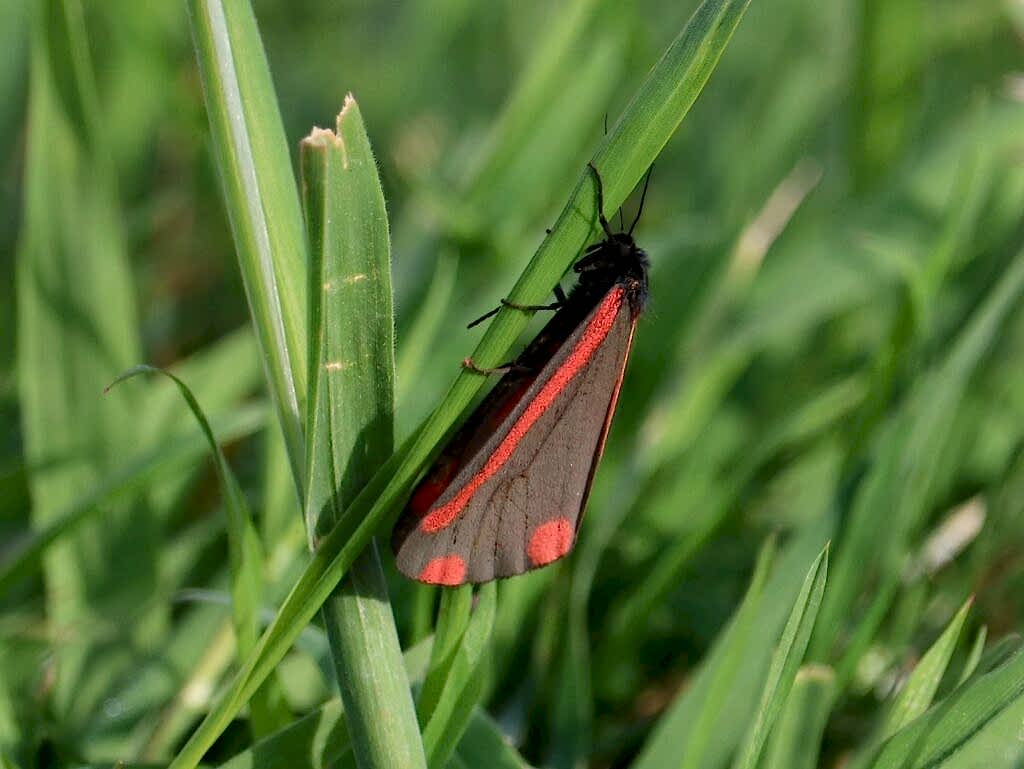 A Cinnabar Moth rests on a long blade of lawn grass, image by Pip Gray