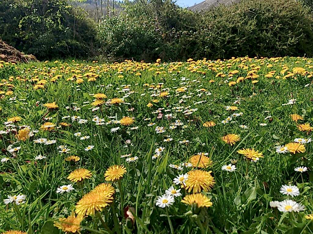 Dandelions and daisies on a Wiltshire lawn