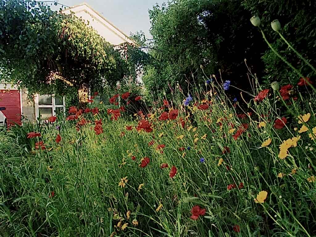 A wildflower meadow in a garden