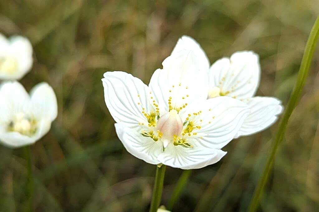 Grass of Parnassus at Munsary Peatlands