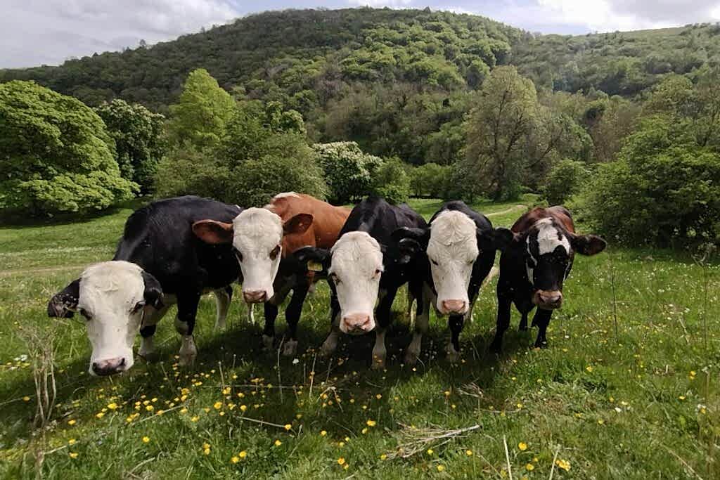 Cattle at Deep Dale