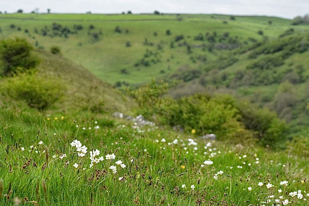 Looking out across the valley with Meadow Saxifrage in the foreground