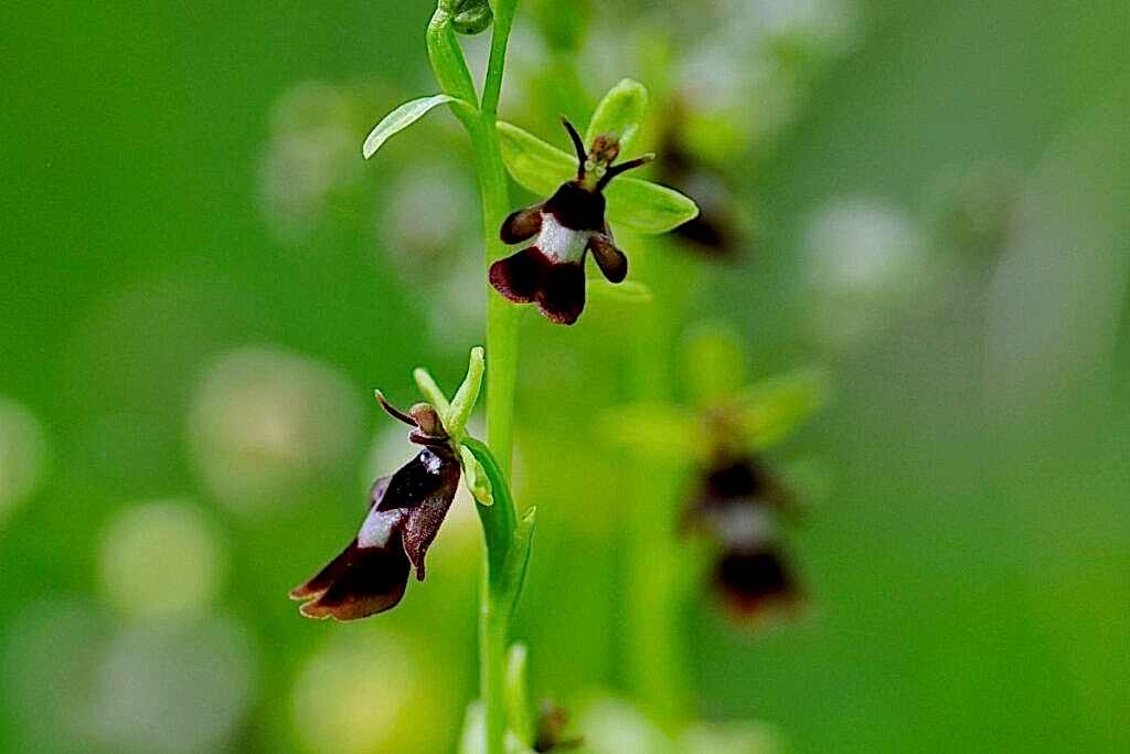 Close up of a Fly Orchid