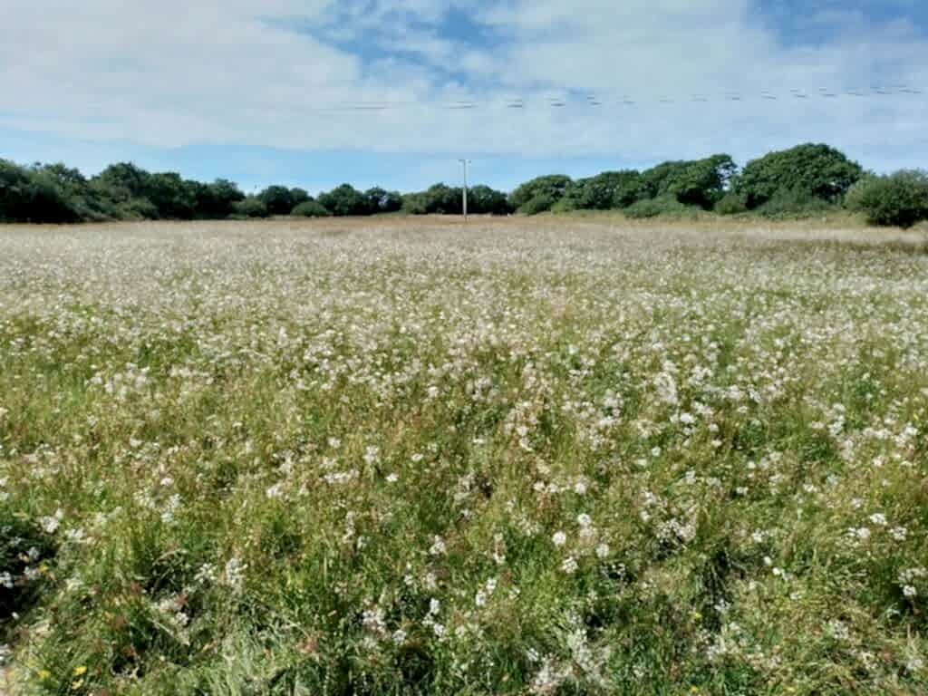 meadow full of flowers