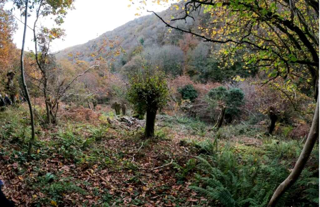 Pollard Oak tree