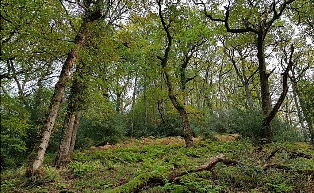 Woodland area with green trees and lichen covered wood