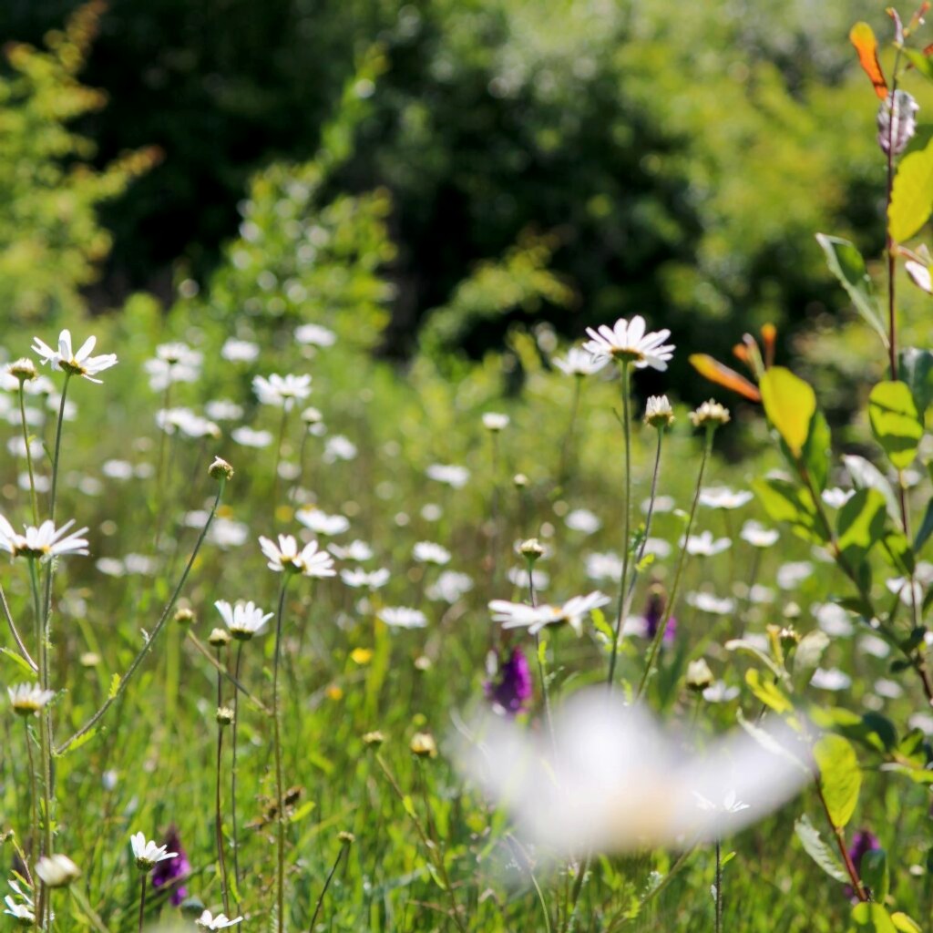 A meadow with Oxeye daisies, lush green grass and woodlands in the background