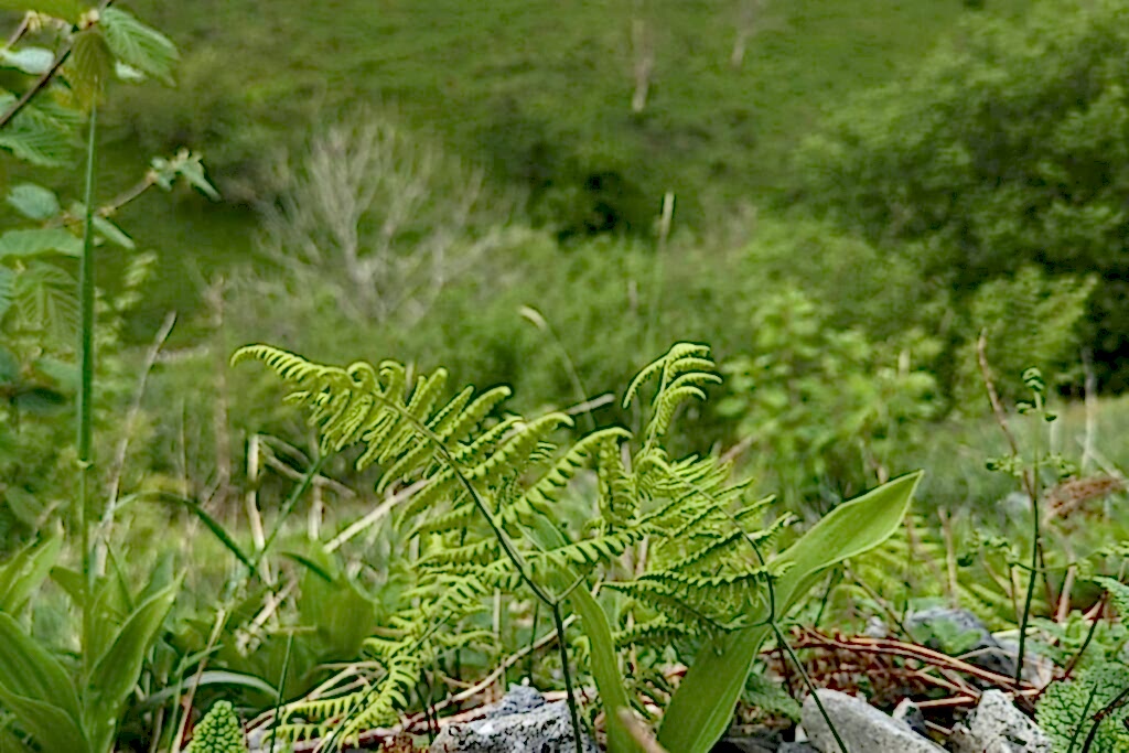 A Limestone Fern