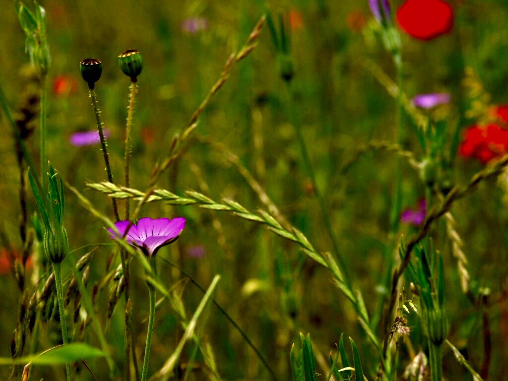 Poppies and corncockle at Ranscombe Farm Reserve
