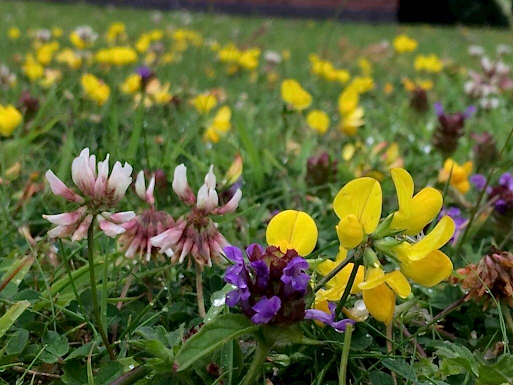 Clover, Selfheal and Birds-foot Trefoil all growing on a short lawn