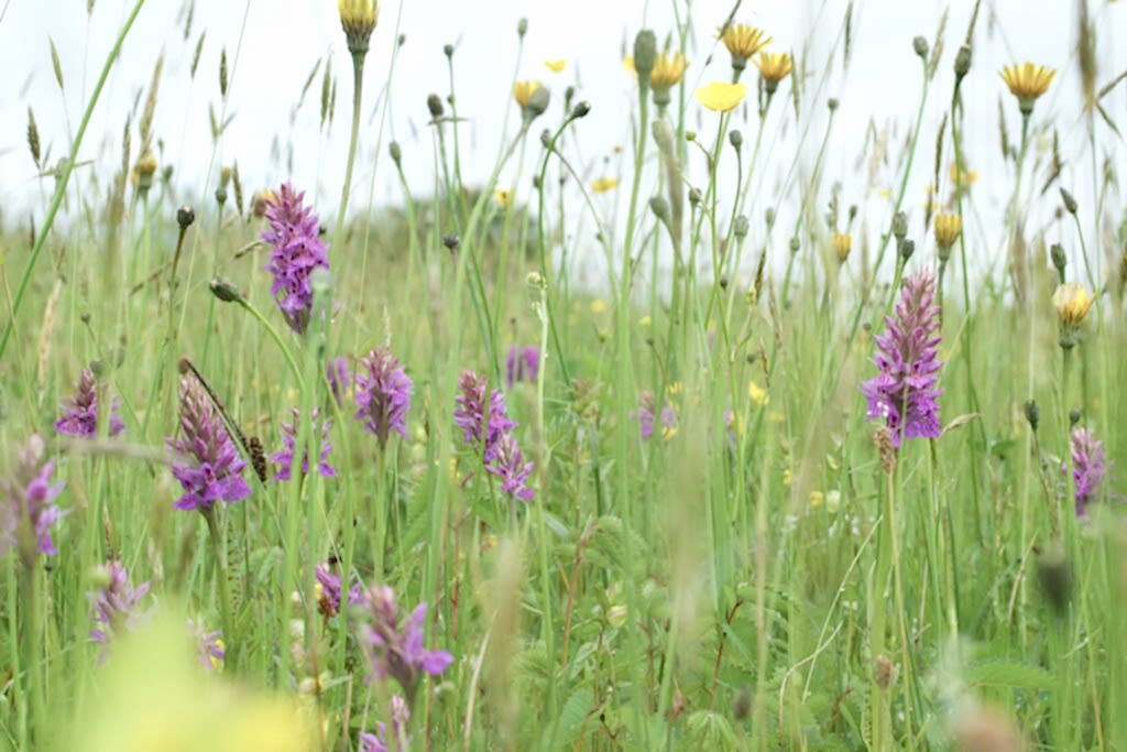 Orchid meadow
