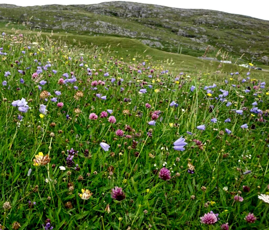 a field of grass field with a variety of flowers in pink, purple, yellow and white