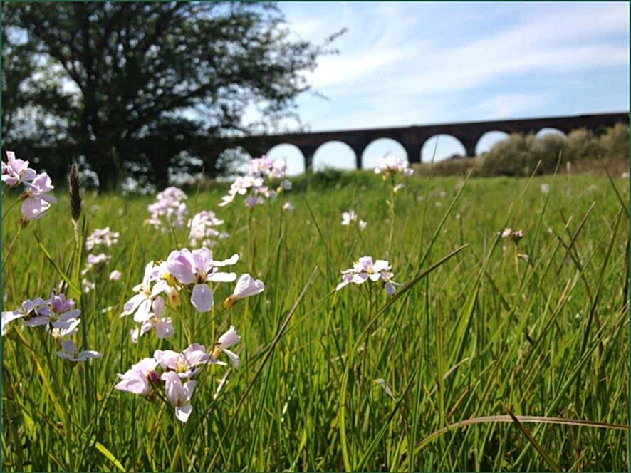 White flowers on a field of grass with a bridge on the background
