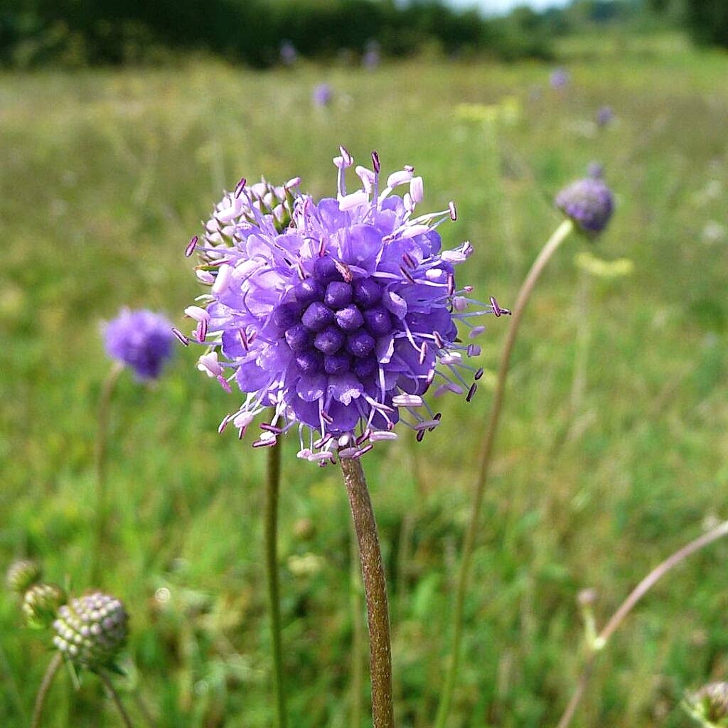 Blue flower in a meadow.