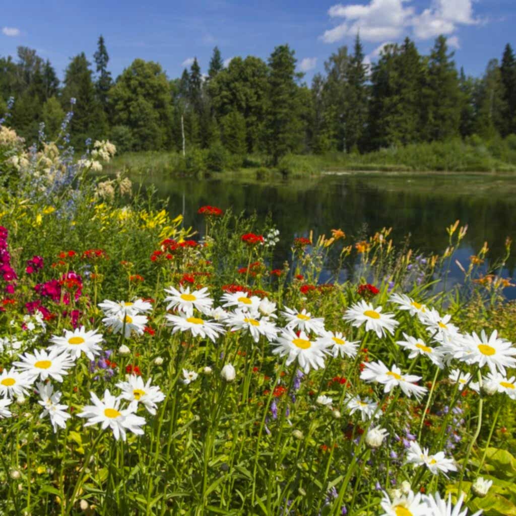 Meadow of wildflowers with water and forestry in background.