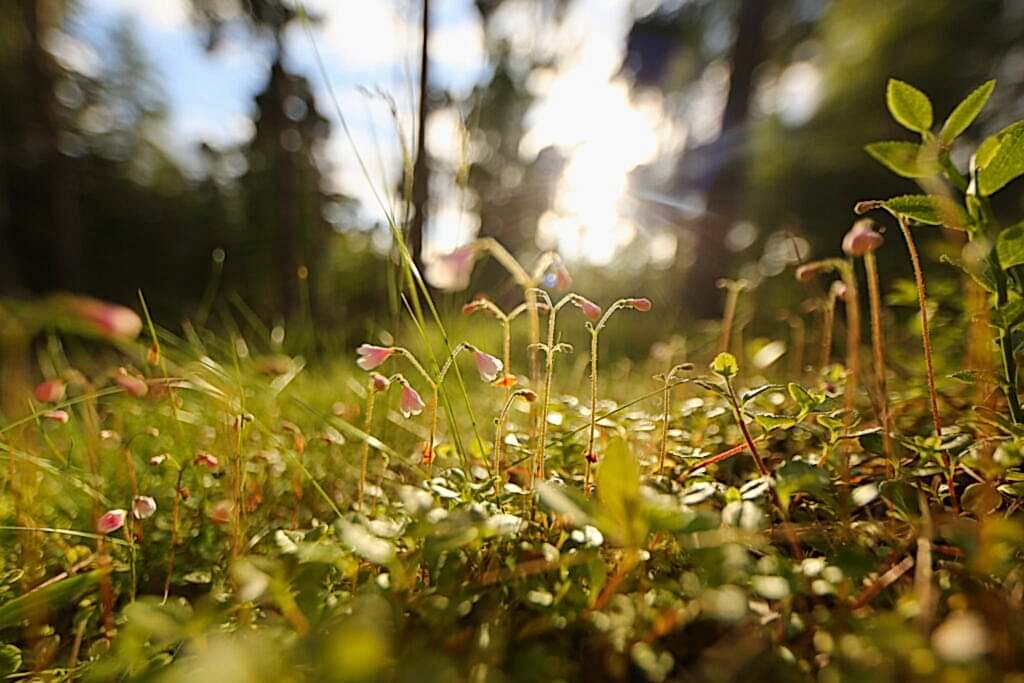 Twinflower on the woodland floor with sunshine behind