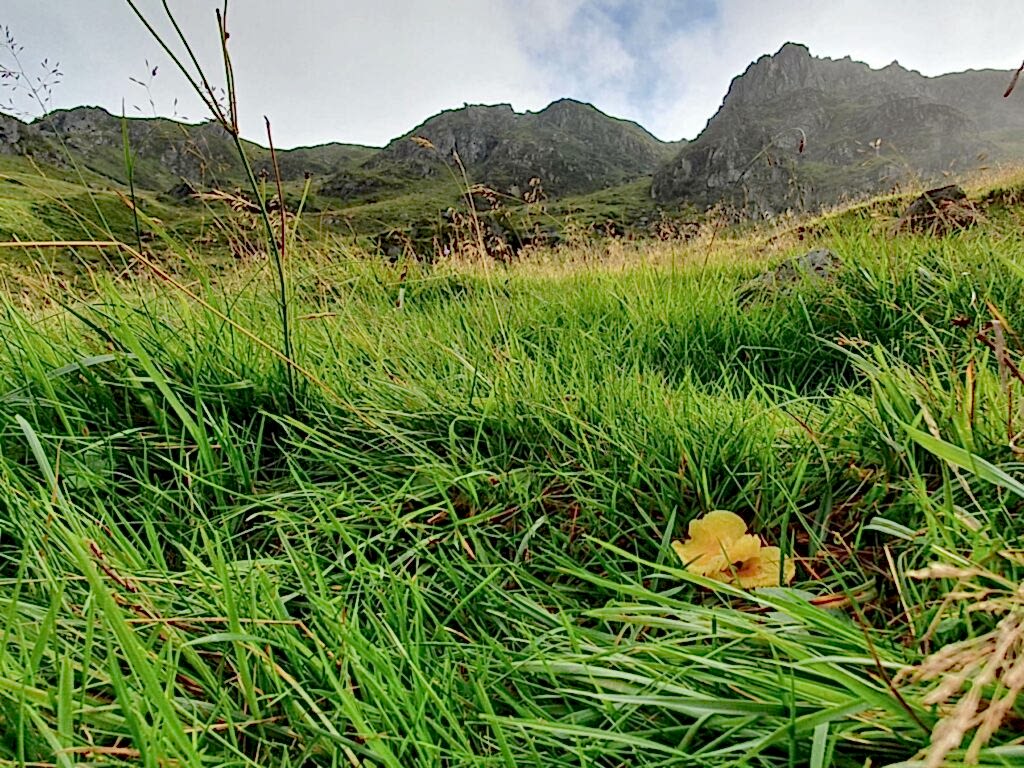 A waxcap mushroom growing in the grass, with mountains in the background